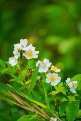 野原に白い花をつけた野バラ