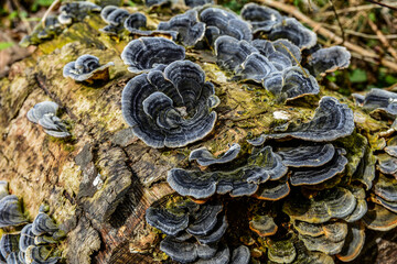 Blue Turkey Tail (tramentes versicolor)