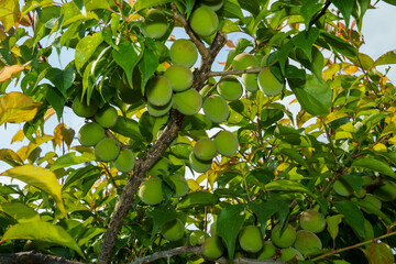 収穫を待つばかりの梅のみ