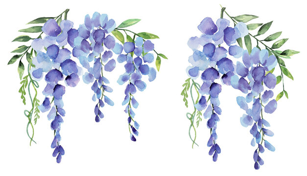 Wisteria Blue and Purple Flower Bunch Watercolor Collection of 2, Hand Painted on Isolated White Background