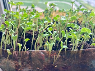 micro-village, green fresh vegetable garden on the windowsill. Micro-green. Young green shoots of micro-greenery in a container from a set for growing at home on the windowsill. 