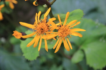 「マルバダケブキ」の花
