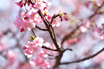 河津桜まつり