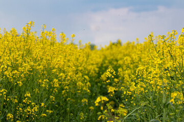 Beautiful field of canola, rapeseed or colza in yellow bloom against the cloudy blue sky on a spring day, perfect rural scene or agriculture background.