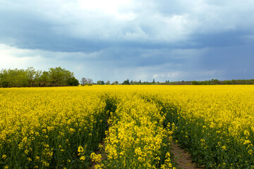 Obraz premium Beautiful field of canola, rapeseed or colza in yellow bloom against the cloudy blue sky on a spring day, perfect rural scene or agriculture background.