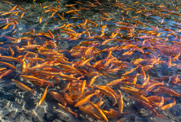pools with fish on a japanes trout farm (yellow trout), fish farm concept - Cavedine, Trentino Alto...