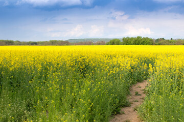 Beautiful field of canola, rapeseed or colza in yellow bloom against the cloudy blue sky on a spring day, perfect rural scene or agriculture background.