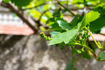 Close up grapes tree green leaves. 