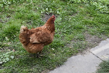 Close up of red chicken on a farm in nature.