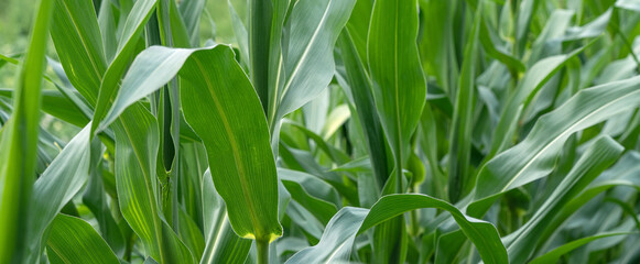Banner of young green corn plants. Natural agricultural summer environment