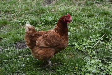 Close up of red chicken on a farm in nature.