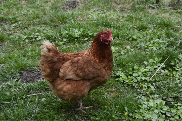 Close up of red chicken on a farm in nature.