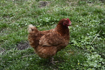 Close up of red chicken on a farm in nature.