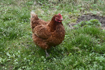Close up of red chicken on a farm in nature.