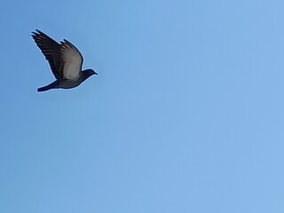 bird in the sky