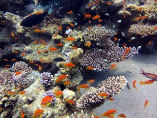 Fototapeta na wymiar red sea fish and coral reef