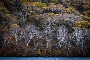 赤城山小沼湖畔のダケカンバ