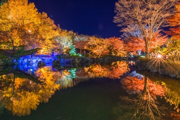 桜山公園のライトアップ風景