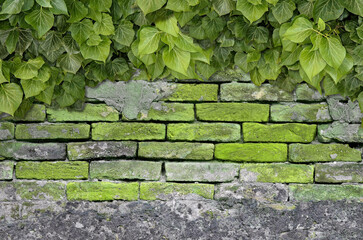 Old Texture brick wall, background, detailed pattern covered in ivy