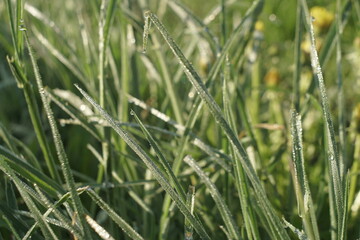 dew on the grass in the morning
