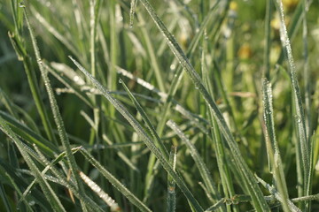 dew on the grass in the morning