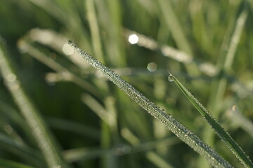 dew on the grass close up