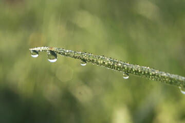dew on the grass close up