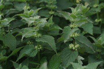 nettle blooms with white flowers