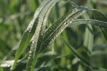dew on the grass close up