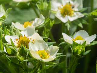 Fototapeta premium A flowering strawberry bush. macro-white strawberry flowers under the rays of the sun. In spring, homemade strawberries bloom with large white flowers. strawberry bushes blooming with white flowers