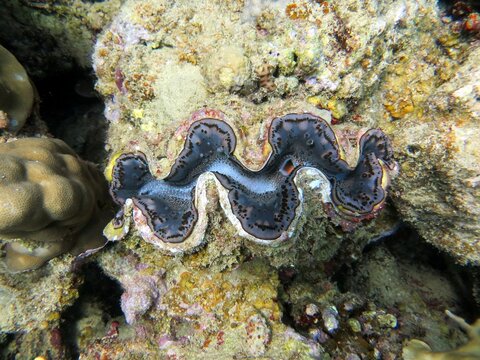 Giant clam of the red sea
