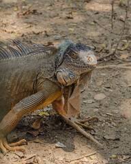 Portrait of an Iguana