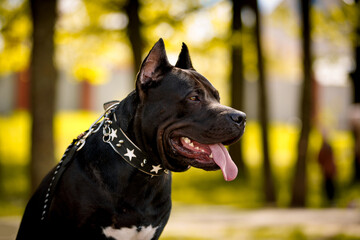 Black American Pit Bull Terrier outdoors
