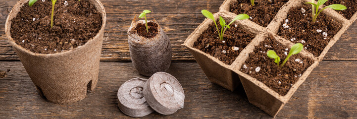 Potted flower seedlings growing in biodegradable peat moss pots. Wooden background with copy space. Zero waste, recycling, plastic free concept.