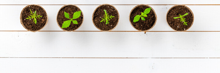 Recently transpanted young dahlia and cosmos flower seedlings. Cutting flower seedlings gardening...