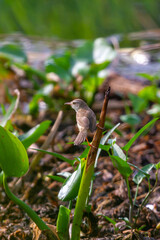 Prinia Wildlife Bird Animal