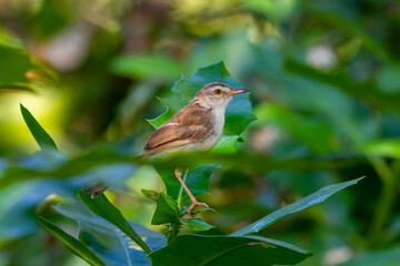 Prinia Wildlife Bird Animal