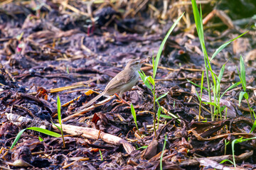 Prinia Wildlife Bird Animal