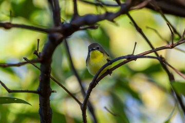 Prinia Wildlife Bird Animal