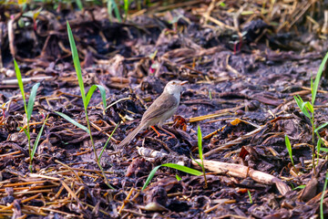 Prinia Wildlife Bird Animal