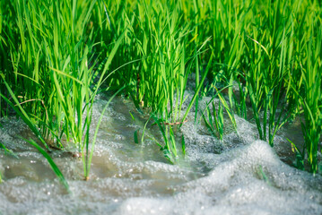 Watering nature of rice field on rice paddy