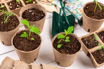 Potted flower seedlings growing in biodegradable peat moss pots on wooden background with copy space. Zero waste, recycling, plastic free concept.