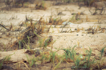 birds on the Lluta river