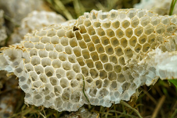 飛び立っていた蜂の巣の抜け殻