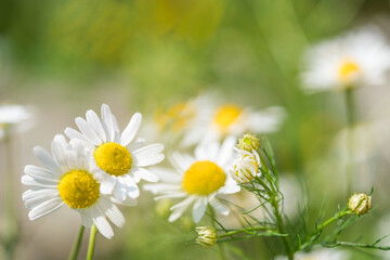 Fototapeta premium Daisy, chamomile flower background of nature. Macro. Summer landscape with copy space. Floriculture