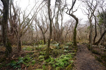 fern and pathway in autumn
