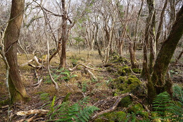mossy rocks and old trees in autumn forest
