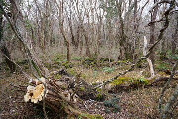 fallen tree in autumn forest