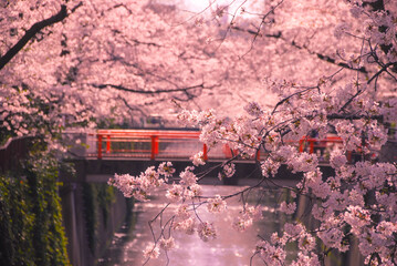 目黒川の桜並木とオレンジ色の橋
