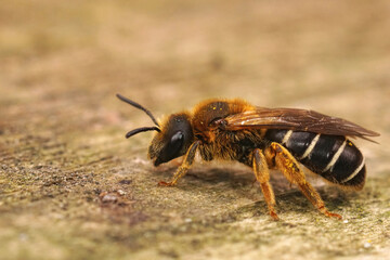 Closeup on a female Orange legged furrow bee, Halictus rubicundus sitting on a piece of wood